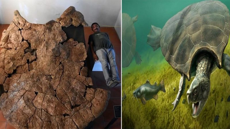 “Fossil Unearthed in South America: Giant Turtle the Size of a Car.”