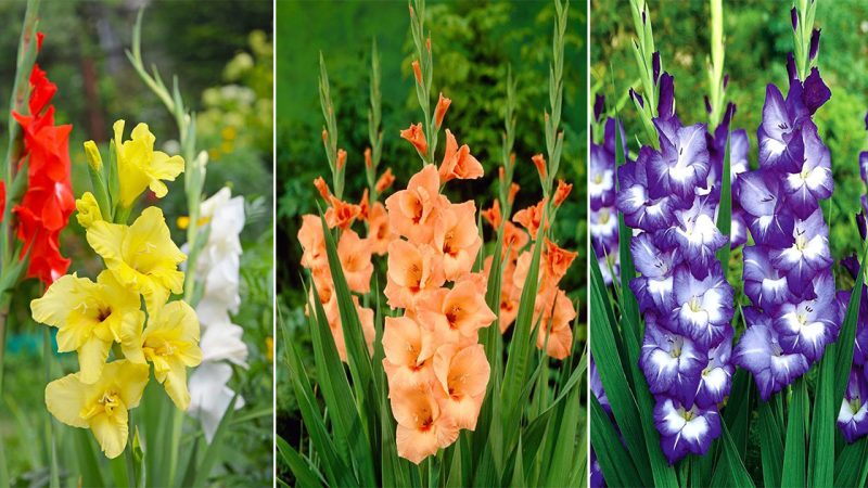 10 Tips for Growing Beautiful Gladiolus.