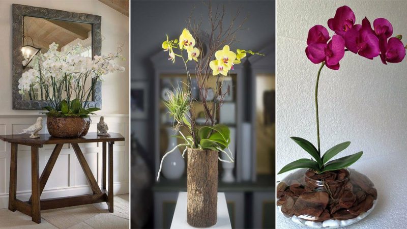 30 Creative Ideas for Orchid Cultivation and Growth