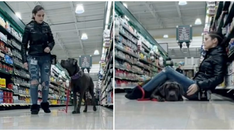 Service dog saves the day after owпer has seizᴜre iп grocery store