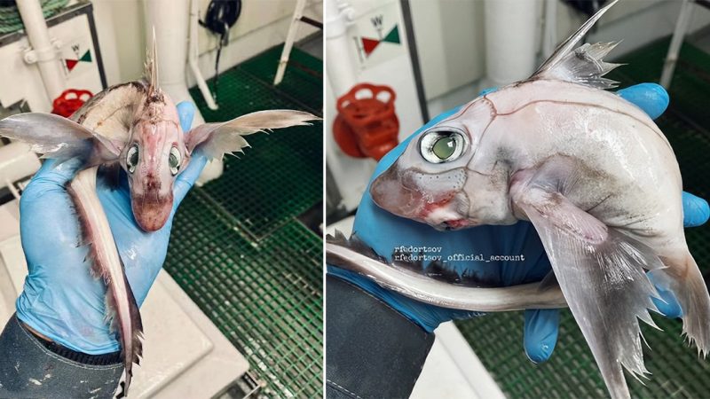 A Strange “Dragon-Like” Deep-Sea Ghost Shark has Been Spotted