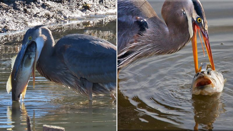 Incredible Display of Intelligence: Green Heron’s Ingenious Use of Bread as Fishing Bait