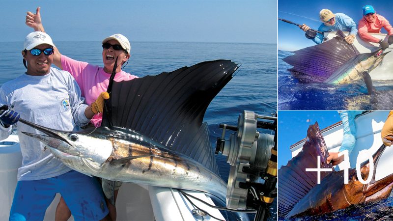 Unbelievable Catch: Fishermen Stunned by Amazing Find – Sailfish