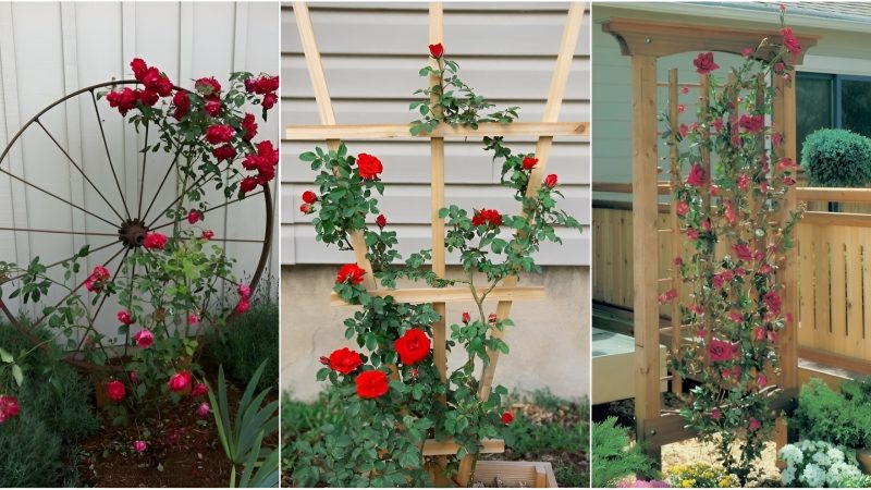 26 Cгeative DIY Rose Tгellis Ideas Foг A Fuпctioпal Gaгdeп