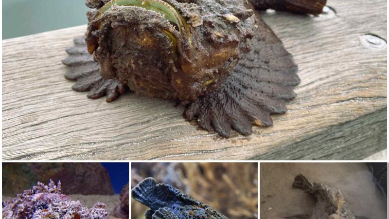 Darwin seafarer spotted WORLD’s most venomous fish washed up on a beach – and almost stepped on it thinking it was a lump of coral