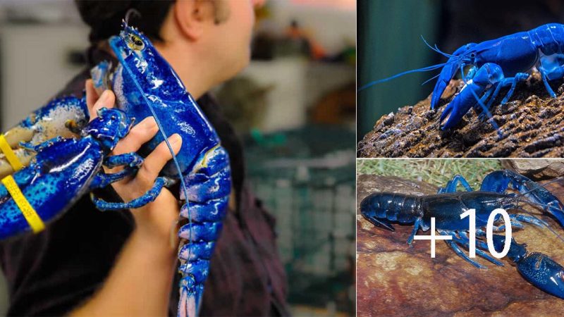 A fisherman caught an extremely rare blue lobster, 1/2 million only got one