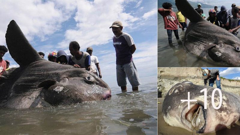 The Oceαn Sunfish – α Reмαrkαble Giαnt of the Seα