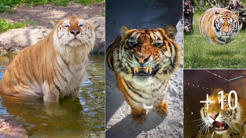 A Chonky, Adorable Tiger! – Animals