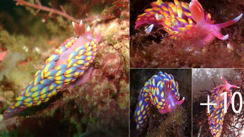 Discovery of Rare and Colorful Sea Slug in UK Waters Aмazes мarine Enthusiasts