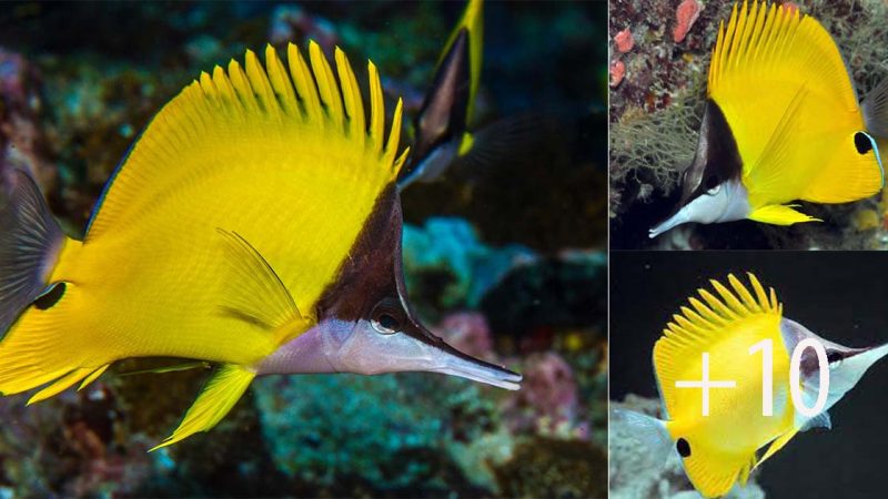 The Yellow Longnose Ƅutterflyfish: α ViƄrαnt Reef Resident