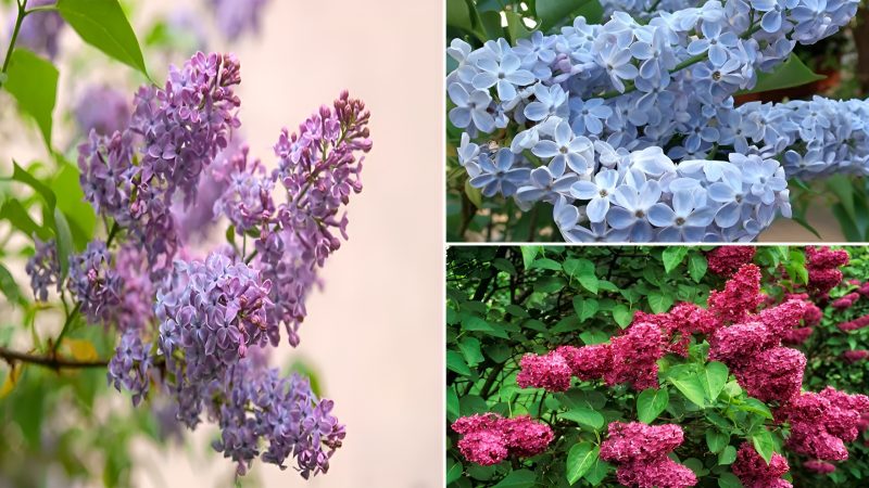 Easy Methods for Growing Common Lilac (Syringa Vulgaris) in Your Own Backyard