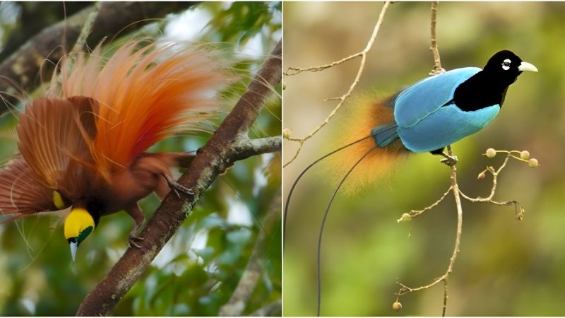 Birds Of Paradise – Birds With Beautiful Wings Attract Viewers Like Peacocks