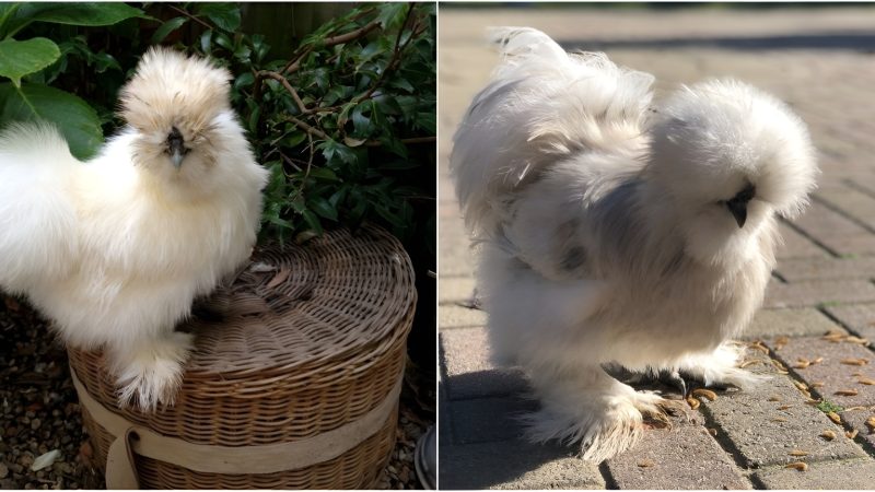 Super Cute Chickens Will Make You Think They Are Fake