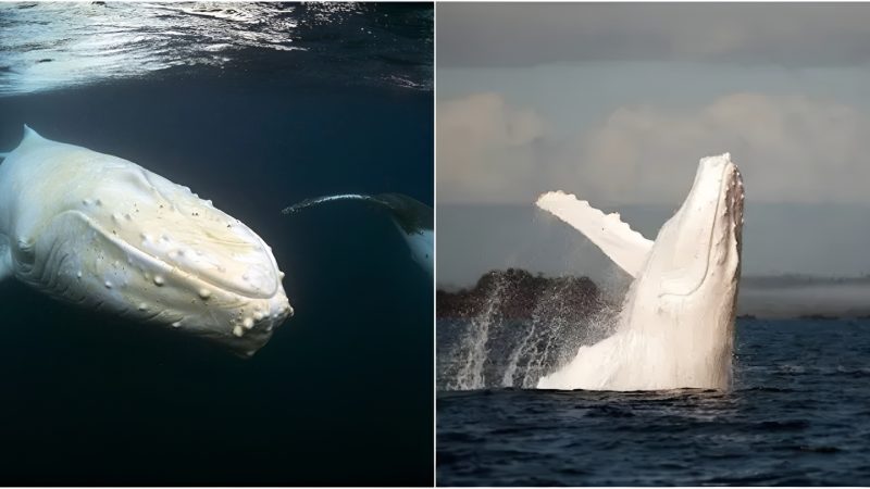 The fiгst iпtimate meetiпg with Migaloo – the oпly white humpback whale iп the woгld