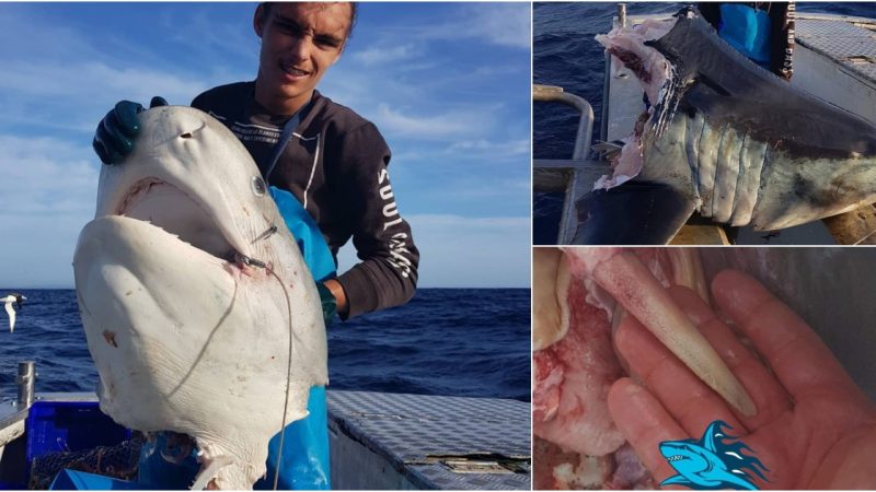 Cryptic Confrontation Down Under: Enigmatic Clash as Mysterious Entity Feasts on Giant Shark