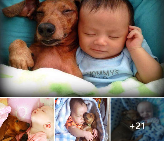 Heartwarming Connection: The Endearing Bond Between Baby and Puppy Melts the Online Community