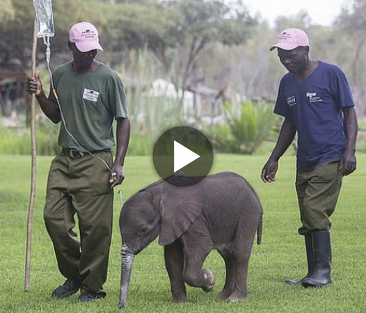 A Tale of Hope and Resilience: Heartwarming Rescue of Two Orphaned Baby Elephants