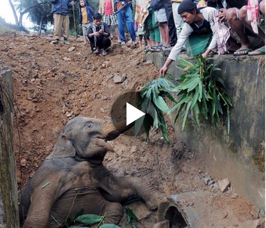 Heartwarming Rescue: Community Unites to Save Baby Elephant Trapped in Perilous Pit!