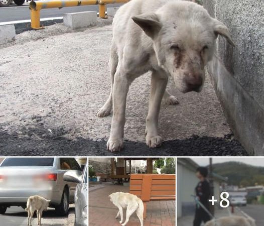 Loyal Dog Searches for Owner for 2 Years, Unaware of Her Departure