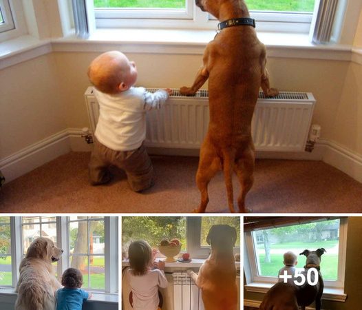 A Heartwarming Daily Ritual: Devoted Dog and Adorable Child Await Their Parents