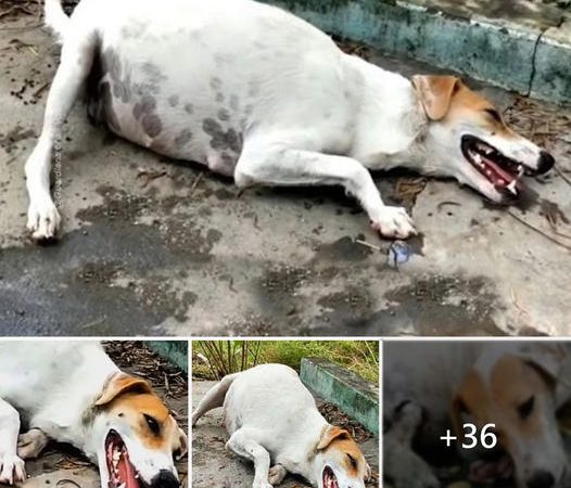 Expecting Mother Dog Abandoned on Roadside, Desperately Awaiting Aid for Her Unborn Puppies