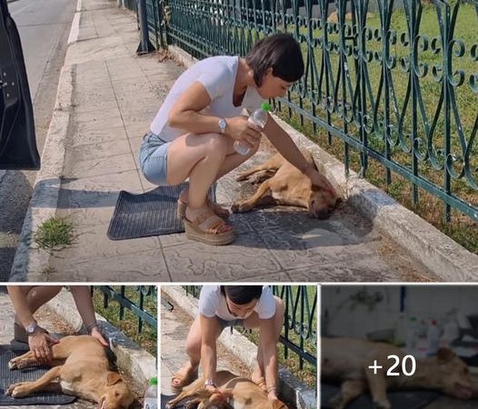 Injured Stray Canine Collapses Under Scorching Sunlight Following Car Collision, Uncertain of Its Destiny Ahead.