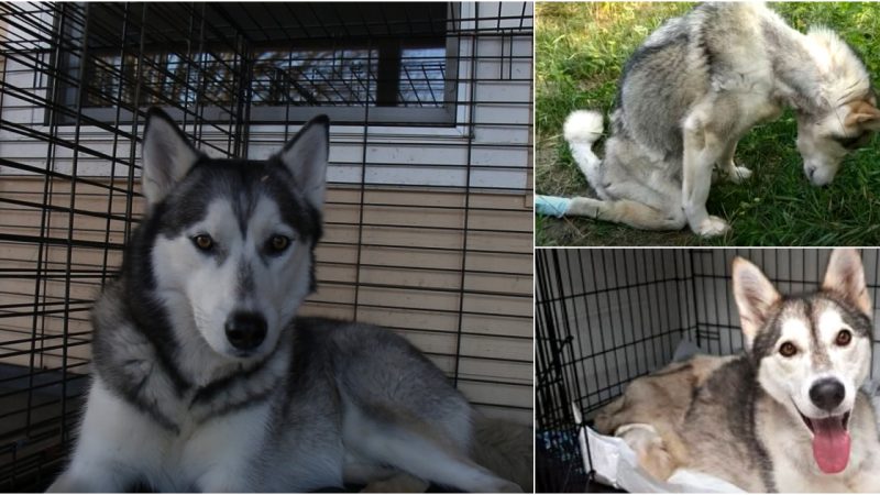 Uncover the Touching Story of a Destitute Husky Rescued from an Abandoned Sack, and the Journey to a Fresh Beginning.