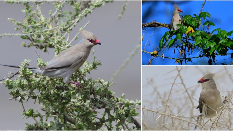 Exploring the Enigmatic Beauty of the Blue-Naped Mousebird