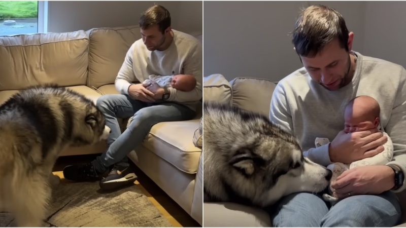 Adorable Giant Husky Wins Over 4 Million Hearts When Meeting New Baby Brother for the First Time…!