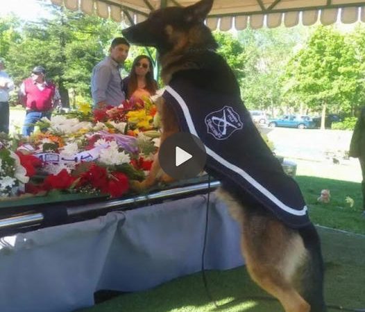 Emotional Farewell: Police Dog Bids Heartfelt Goodbye to His Handler