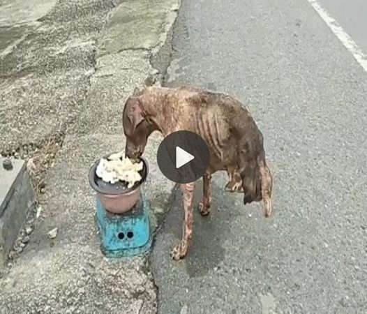 Resilient Two-Legged Dog Defies Odds and Survives Alone After Abandonment