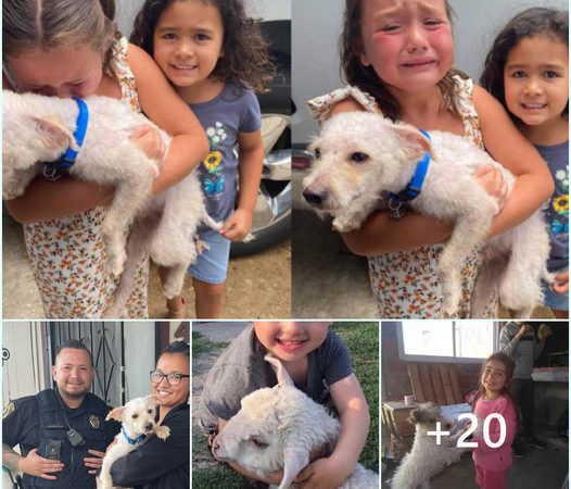 Touching Reunion: Tearful Joy as Cherished Dog Returns to Overjoyed Little Girl