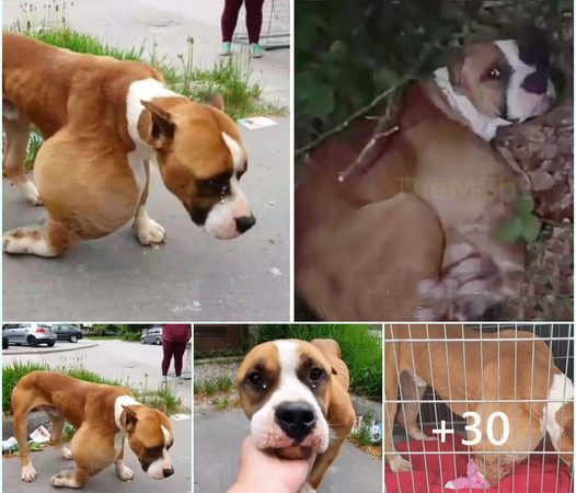 Metamorphosis of Pain to Happiness: Forsaken Canine with Enormous Tumor Finds Hope Amidst the Woods