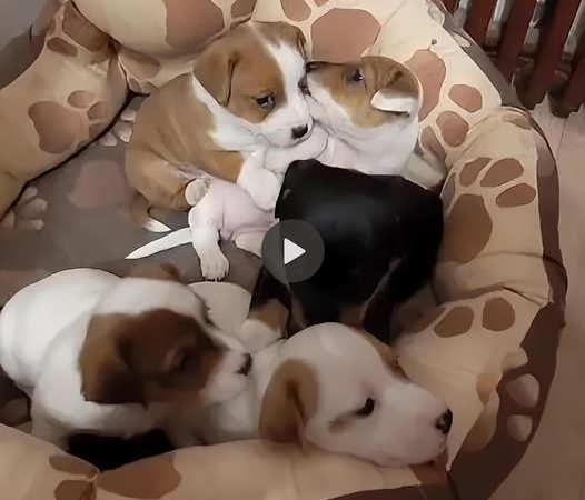 Touching Maternal Instinct: Heartwarming Video Shows Mother Dog’s Gentle Devotion to Her Puppies