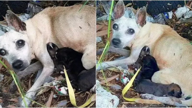 In Spite of Blindness and Frailty, Mother Dog Courageously Guards and Aids Her Pups in the Deserted Woods