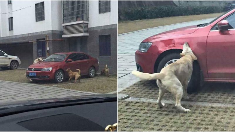 Vengeful Pack of Canines Retaliate Against Man’s Scarlet Vehicle Following Parking Dispute