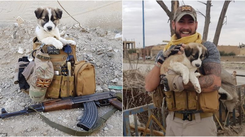 A Brave Soldier Saves a Puppy and Finds It a Forever Home in Their Backpack