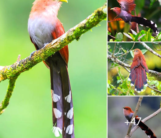 Mastery of Camouflage: The Squirrel Cuckoo in its Wild Habitat