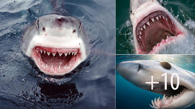 The Fascinating Teeth of Great White Sharks: A Lifetime of Constant Regeneration