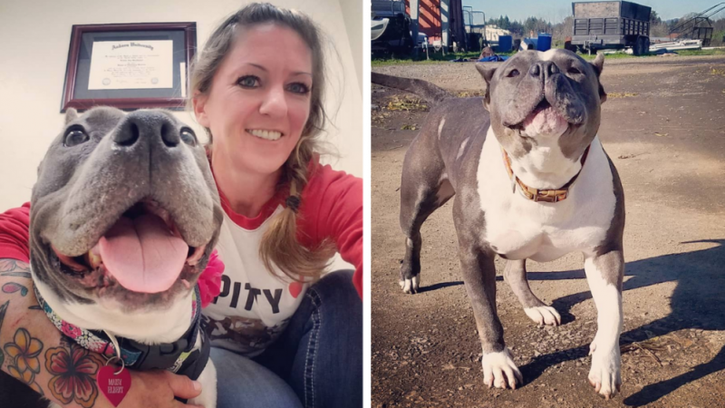 Rescued Pit Bull Can’t Stop Chatting with New Mom Following Life Transformation