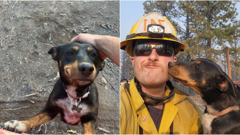 Firefighters Save Stranded Dog Amidst Raging Wildfire, Reuniting with Grateful Family