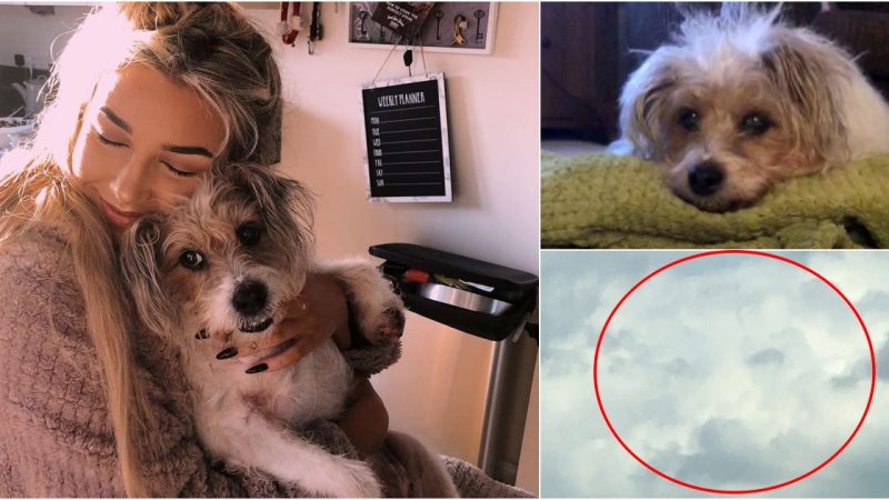 Woman Grieves Loving Dog’s Loss, Sees His Face in the Clouds 5 Hours Later