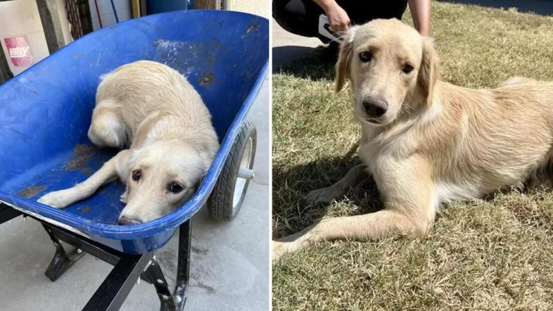 Miraculous Recovery: Rescued Shelter Dog Brought Back from the Brink of Death