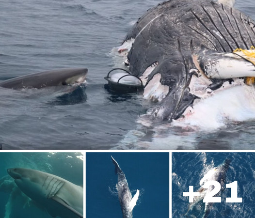 Gruesome Encounter: Great White Sharks Devour 28ft Humpback Whale Carcass