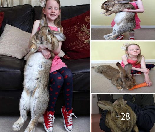 Sweet Infant Daughter Forms Heartwarming Connection with Gigantic 1-Meter Long Bunny, Her Cozy Furry Companion!