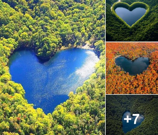 Embracing the Enchanting Harmony: Heart-Shaped Lakes and Flourishing Forests in Tranquility