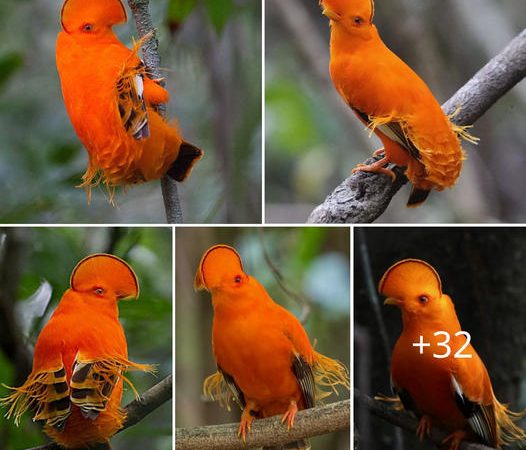 The Guianan Cock-of-the-rock: A Natural Masterpiece of Vibrancy and Grace