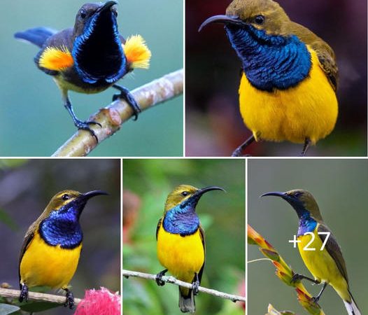 The Olive-backed Sunbird: Nature’s Tiny Jewel, A Mesmerizing Avian Wonder