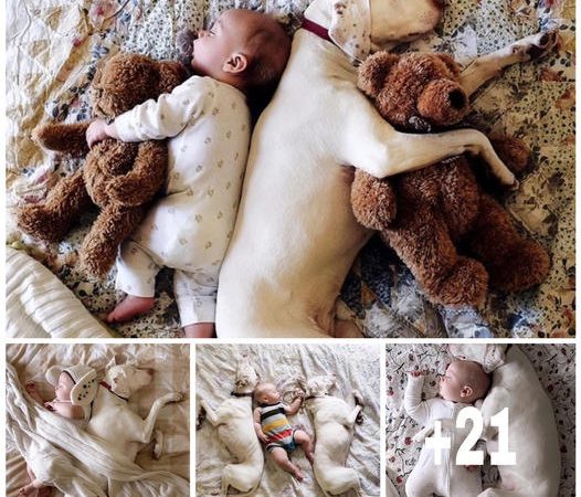 Capturing Love: Baby Archie’s Adorable Naps with His Furry Friends