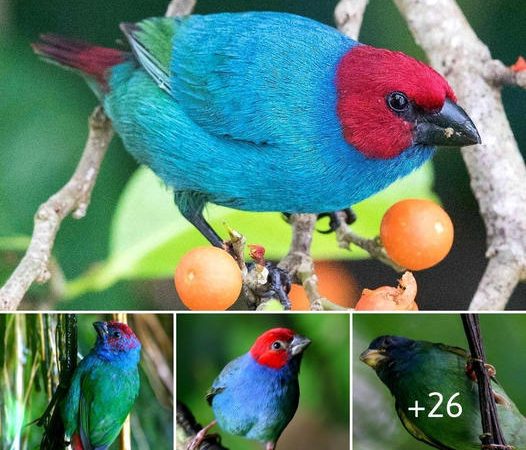 Discovering the Magnificent Regal Parrotfinch: A Jewel of the Forests